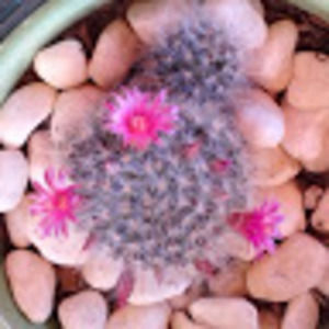 Meet your Posher, Alexa